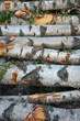 Stack of birch trees