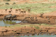 Zebras and impala, Tsavo East National Park Zebras and impala, Tsavo East National Park