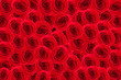Red roses.