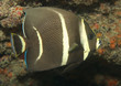 Photo: Gray Angelfish on a coral reef. Gray Angelfish on a coral reef.
