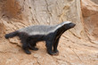 A honey badger (Mellivora capensis)