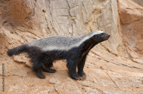 Photo: A honey badger (Mellivora capensis) A honey badger (Mellivora capensis)