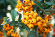 Sea buckthorn