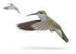 Small Colibri in flight stylized polygonal model