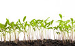concept of development, the young spring shoots on white backgro