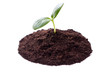 Young plant