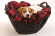 Texas Red Heeler Pup 9 Weeks Old .