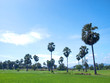 Paddy field Paddy field
