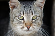 Katze wild 1