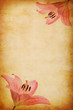 abstract grunge pink lilly background