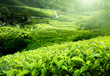 Tea plantation Cameron highlands, Malaysia