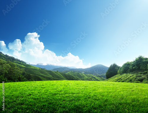 Photo: field of spring grass and mountain field of spring grass and mountain