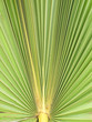 Green palm leaf Green palm leaf