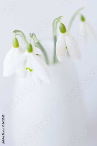 Photo: snowdrops in vase snowdrops in vase