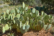 Prickly Pear Cactus