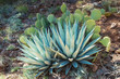 Agave and Prickly Pear Cactus