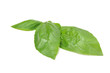 basil