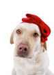 Lieb guckender Hund mit roter Schleife