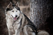 Husky dog Husky dog