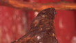 Video: bird of prey bird of prey
