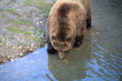 Kodiakbär in Nahaufnahme