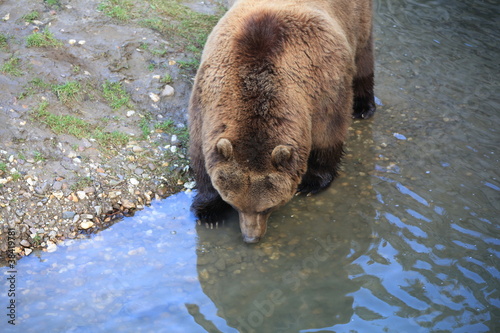 Photo: Kodiakbär in Nahaufnahme Kodiakbär in Nahaufnahme