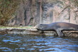 Seelöwe in Nahaufnahme