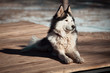 Husky dog Husky dog