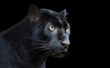 Black Panther