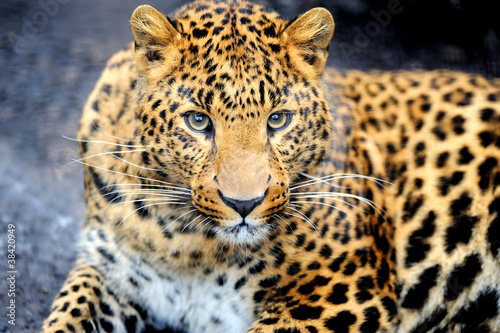 Photo: Leopard Leopard