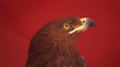 Video: bird of prey bird of prey