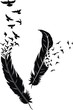 Feather