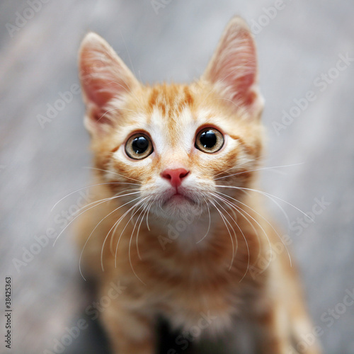 Photo: ginger kitten ginger kitten