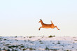 Whitetail Deer on the Run