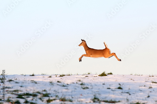 Photo: Whitetail Deer on the Run Whitetail Deer on the Run
