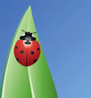 Vector: vector ladybird on a leaf vector ladybird on a leaf