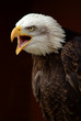 Bald Eagle calling 02