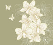 Vector: orchidee disegnate a mano libera su sfondo scuro orchidee disegnate a mano libera su sfondo scuro