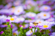 Bee on flowers