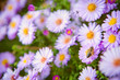 Bee on flowers