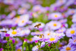 Bees on flowers