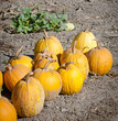Pumpkin