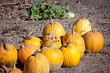 Pumpkin