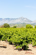 vineyars in Languedoc-Roussillon, France