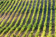 vineyars near Tautavel, Languedoc-Roussillon, France