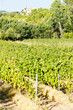 castle in Durban-Corbiere with vineyards, Languedoc-Roussillon