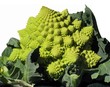Chou romanesco