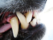 Hundegebiss 4