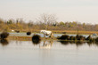 Camargue