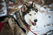 Husky dog Husky dog